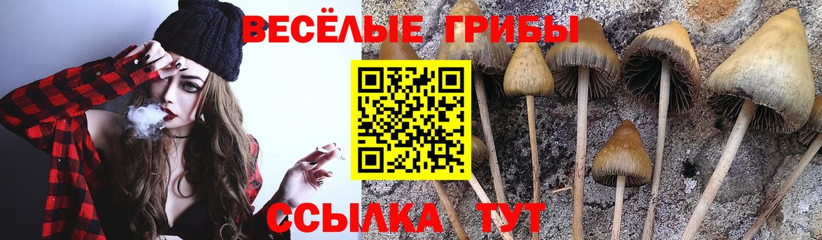 Псилоцибиновые грибы Psilocybe Нарткала